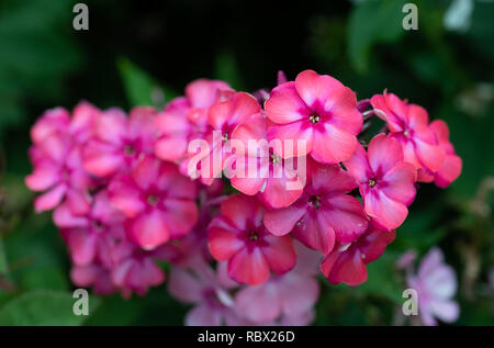 Extérieur couleur macro floral d'une grappe de fleurs phlox rouge naturel avec arrière-plan flou pris sur un jour d'été ensoleillé Banque D'Images