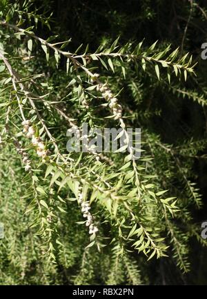 Acacia boormanii - pin penché Arboretum - DSC05498. Banque D'Images