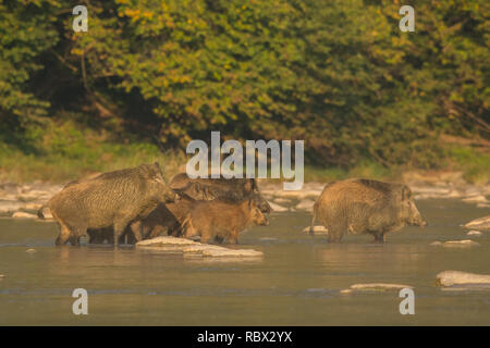 Le sanglier (Sus scrofa) dans la rivière San. Bieszczady. Pologne