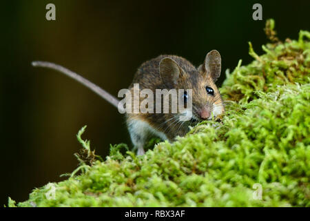 Souris à cou jaune / Apodemus flavicollis Banque D'Images