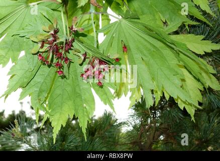 Acer japonicum cv. Aconitifolium - Longwood Gardens - DSC00749. Banque D'Images