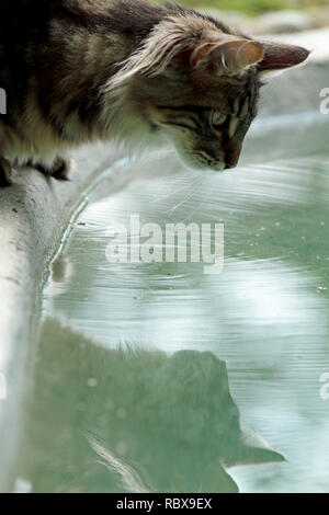 Beau chat norvégien femelle sur un pool d'essayer de boire de l'eau Banque D'Images