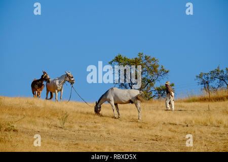 Un agriculteur âgé partage ses mules sur un pâturage sec. Cerro Moro, Carcabuey, Andalousie. Espagne Banque D'Images