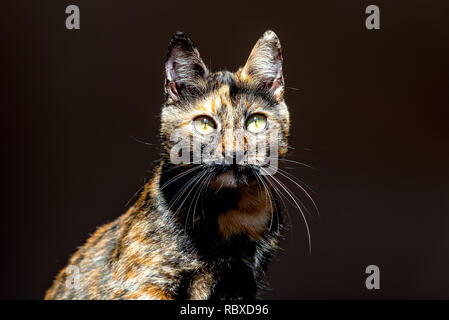 Avis de tortue chat sur fond noir Banque D'Images
