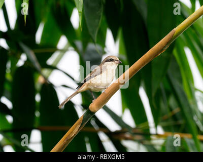 Pie-grièche brune Lanius cristatus,, seul oiseau sur branche, Taiwan, Janvier 2019 Banque D'Images