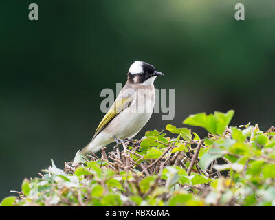 Bulbul des jardins chinois ou évent, bulbul Pycnonotus sinensis, seul oiseau sur branche, Taiwan, Janvier 2019 Banque D'Images