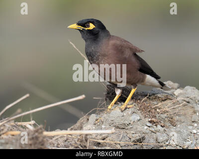 Myna Acridotheres tristis, commun, seul oiseau sur rock, Taiwan, Janvier 2019 Banque D'Images