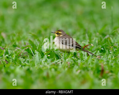 L'est-bergeronnette printanière, Motacilla tschutschensis, seul oiseau sur l'herbe, Taiwan, Janvier 2019 Banque D'Images