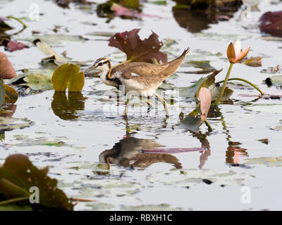 Pheasant-tailed jacana, Hydrophasianus chirurgus, seul oiseau dans l'eau, Taïwan, Janvier 2019 Banque D'Images