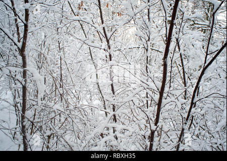 WINTER-Suède, usine, photosynthèse, les eucaryotes, Plantae, Banque D'Images