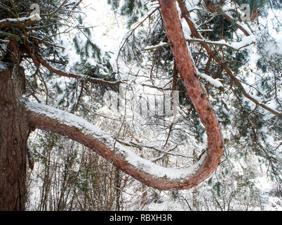 WINTER-Suède, usine, photosynthèse, les eucaryotes, Plantae, Banque D'Images