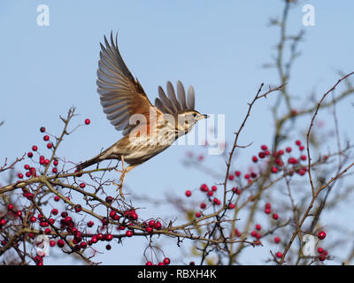 Redwing, Turdus iliacus, seul oiseau en vol par Hawthorn Bush, décembre 2018 Banque D'Images