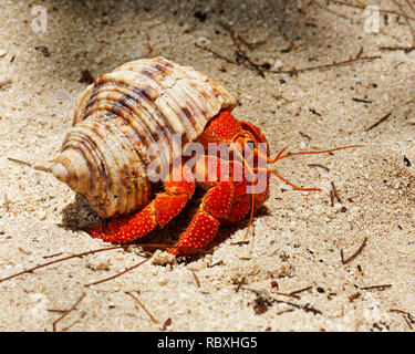 Close-up d'une couleur rouge vive l'hermite (Coenobitidae) transportant une coquille d'escargot pour la protection sur la plage - Emplacement : Seychelles Banque D'Images