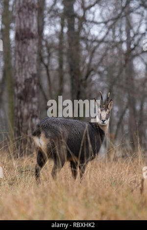 Chamois des Alpes dans la forêt Banque D'Images