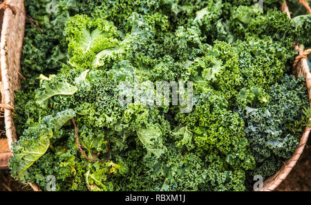 Kale au marché de producteurs biologiques Banque D'Images