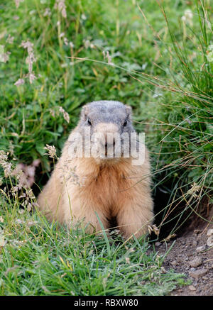 Dans son terrier marmotte mignon en Dolomites, Italie Banque D'Images