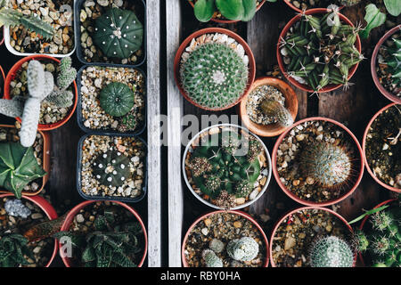 Vue de dessus de divers cactus et succulentes plante poussant dans les pots sur l'ancien plateau en bois à la maison jardin. selective focus, vintage photo et film styl Banque D'Images