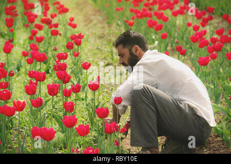 Cachemire, Inde - 15 juin 2019 : plantation jardinier indien tulip fleur arbre dans les champs d'Indira Gandhi Memorial Tulip Gardens à Srinagar, Ja Banque D'Images