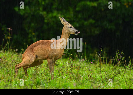 Le Chevreuil (Capreolus capreolus) sur le pré sous une pluie Banque D'Images