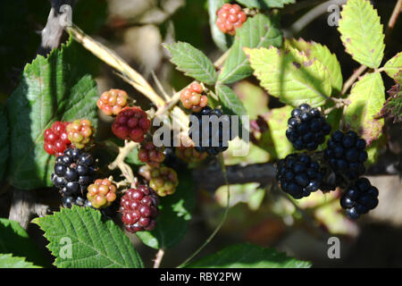 Les mûres rouge et noir. Les fruits sauvages mûres sur une branche. Banque D'Images