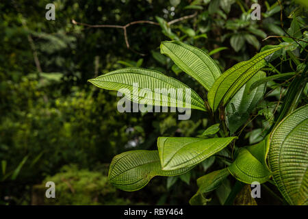 Jungle Banque D'Images