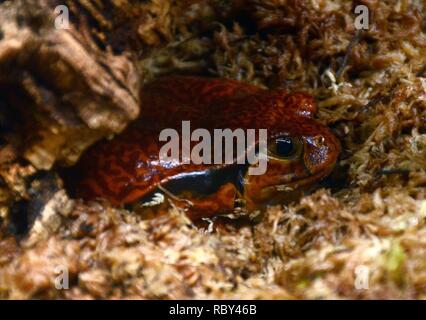 L'Acquario di Genova 2707201506 Dyscophus guineti. Banque D'Images