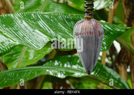 Une forte pluie tropicale sur les feuilles et la grande fleur d'un plant de banane au premier plan - Localisation : Seychelles Banque D'Images