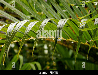 Chutes de pluie tropicale feuilles étroites, de grosses gouttes sont visibles sur les feuilles - Emplacement : Seychelles Banque D'Images