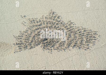 Les trous des crabes sur le sable de la plage. Banque D'Images