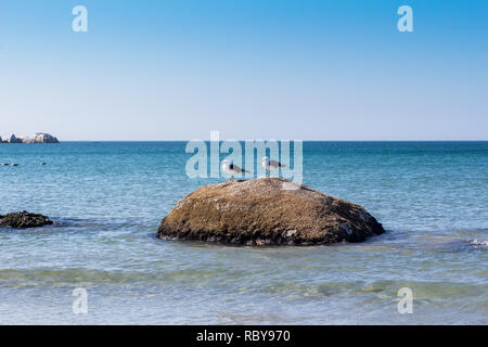 Deux mouettes sur un rocher à la plage - côte ouest de l'Afrique du Sud - Image Banque D'Images