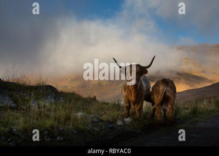 Vache Highland veau et dans les highlands écossais Banque D'Images