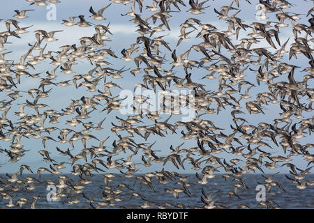 Bécasseau maubèche (Calidris canutus) grande bande en vol, l'hiver Banque D'Images