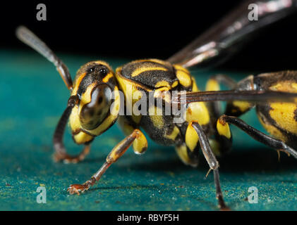 La macro photographie de guêpe sur marbre Turquoise Banque D'Images
