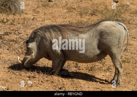 Phacochère (Phacochoerus africanus) se pencher sur ses genoux à se rapprocher à l'alimentation, l'Addo Elephant National Park, Afrique du Sud Banque D'Images