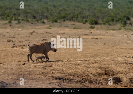 Phacochère (Phacochoerus africanus) la mère et l'enfant, Addo Elephant National Park, Afrique du Sud Banque D'Images