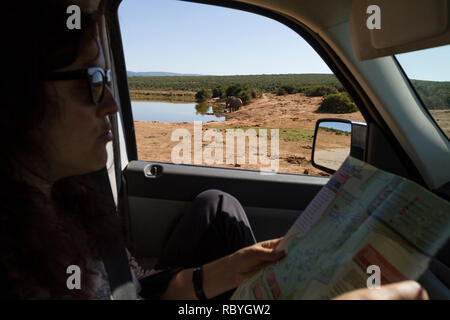 Passager en voiture sur safari à la recherche sur la carte de l'Addo Elephant National Park, Afrique du Sud Banque D'Images