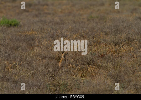 Meerkat (Suricata suricatta), l'Addo Elephant National Park Banque D'Images