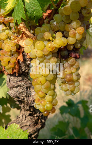 Les raisins pour le vin blanc mûres plantes sur vignoble de France, raisin muscat mûr blanc nouvelle récolte close up Banque D'Images