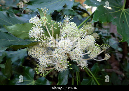 Fatsia Japonica arbuste ou papier japonais avec des plantes à fleurs fleurs blanches en décembre à Londres Angleterre Royaume-uni KATHY DEWITT Banque D'Images