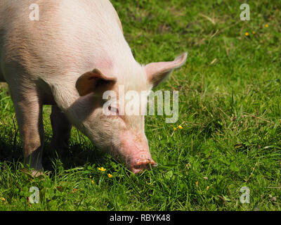 Porc au pâturage Banque D'Images