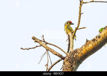 Coppersmith Barbet percher sur Bo tree Banque D'Images