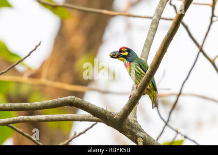 Coppersmith Barbet percher sur Bo arbre avec bouchée de nourriture Banque D'Images