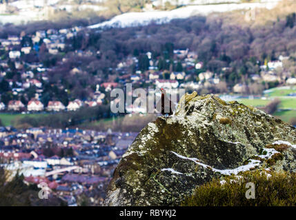 Lagopède des saules (Lagopus lagopus) assis sur un rocher surplombant d'Ilkley Ilkley Moor, West Yorkshire Banque D'Images