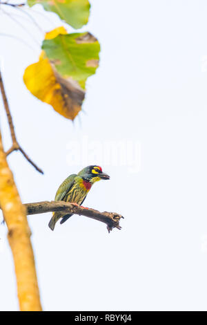 Coppersmith Barbet percher sur Bo arbre avec bouchée de nourriture Banque D'Images