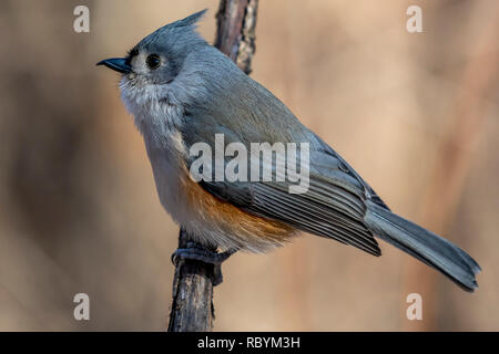 Tisouris touffeté (Baeolophus bicolor) perchée sur une branche d'arbre en hiver. Banque D'Images