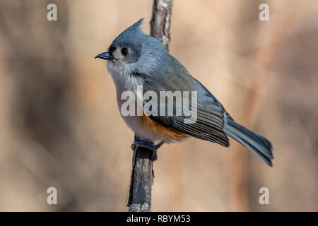 Tisouris touffeté (Baeolophus bicolor) perchée sur une branche d'arbre en hiver. Banque D'Images