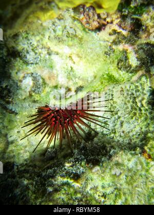 Un oursin orange dans les eaux peu profondes chaudes des Caraïbes Banque D'Images