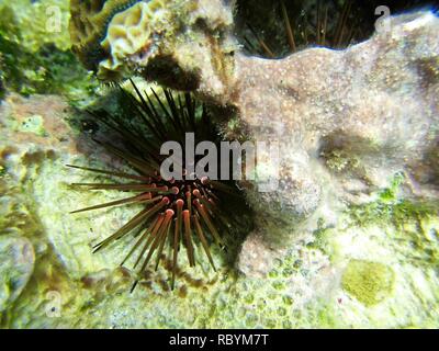 Un oursin orange dans les eaux peu profondes chaudes des Caraïbes Banque D'Images