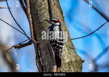 Le Pic mineur mâle (Dryobates pubescens) perché sur un arbre en hiver. Banque D'Images