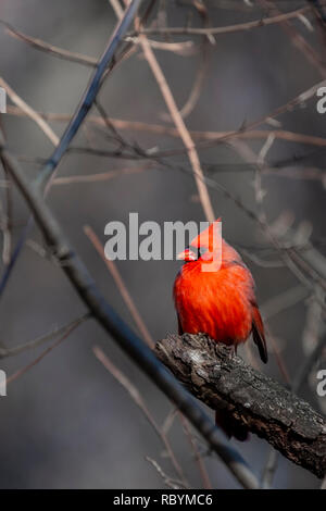 Le Cardinal mâle (Cardinalis cardinalis) perché sur une branche d'arbre en hiver. Banque D'Images
